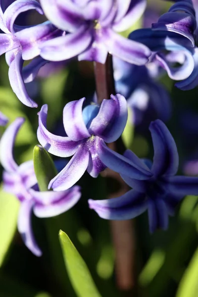 Hyacinthus Orientalis Flor Macro Fondo Alta Calidad Cincuenta Megapíxeles Asparagaceae — Foto de Stock