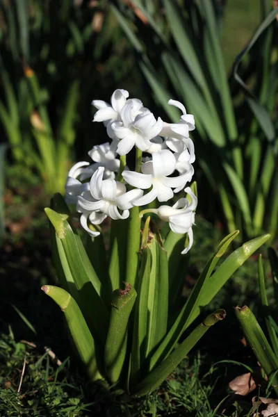 Hyacinthus Orientalis Fiore Macro Sfondo Alta Qualità Cinquanta Megapixel Asparagaceae — Foto Stock