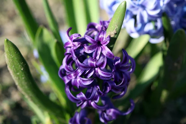 Hyacinthus Orientalis Fleur Macro Fond Haute Qualité Cinquante Mégapixels Asparagaceae — Photo