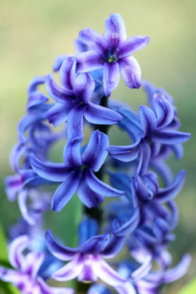 Hyacinthus Orientalis Fleur Macro Fond Haute Qualité Cinquante Mégapixels Asparagaceae — Photo