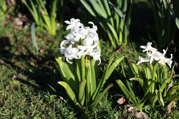 Hyacinthus Orientalis çiçek makro arka plan yüksek kalite 50 megapiksel asparagaceae familyası