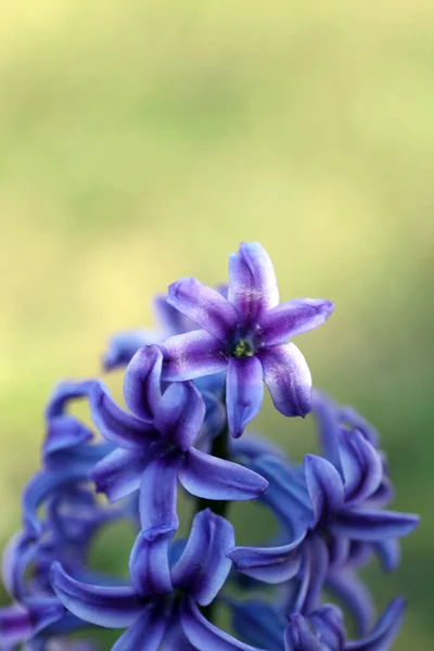 Hyacinthus Orientalis Λουλούδι Μακροεντολή Φόντο Υψηλής Ποιότητας Πενήντα Megapixels Asparagaceae — Φωτογραφία Αρχείου