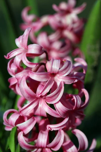 Hyacinthus Orientalis Blume Makro Hintergrund Hohe Qualität Fünfzig Megapixel Spargel — Stockfoto