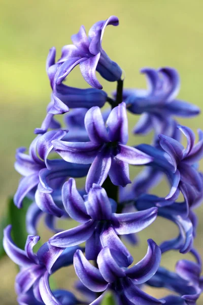 Hyacinthus Orientalis Flor Fundo Macro Alta Qualidade Cinquenta Megapixels Asparagaceae — Fotografia de Stock
