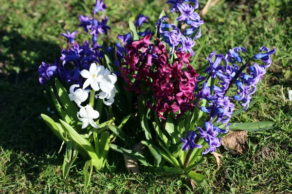 Hyacinthus Orientalis Flower Macro Background High Quality Fifty Megapixels Asparagaceae — Stock Photo, Image