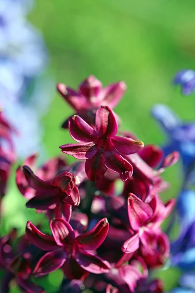 Hyacinthus Orientalis Bloem Macro Achtergrond Hoge Kwaliteit Vijftig Megapixels Asparagaceae — Stockfoto