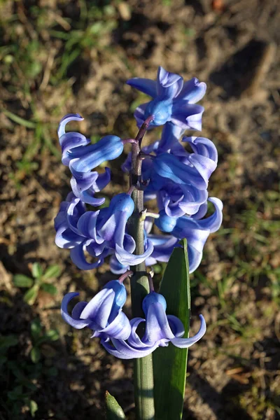 Hyacinthus Orientalis Fleur Macro Fond Haute Qualité Cinquante Mégapixels Asparagaceae — Photo