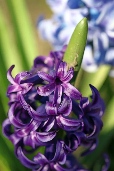 Hyacinthus Orientalis Fleur Macro Fond Haute Qualité Cinquante Mégapixels Asparagaceae — Photo