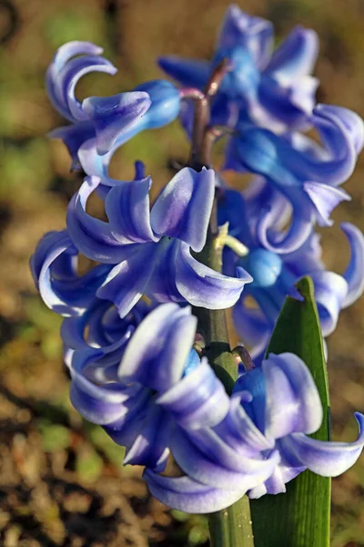 Hyacinthus Orientalis Fleur Macro Fond Haute Qualité Cinquante Mégapixels Asparagaceae — Photo