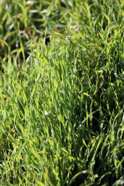 Yeşil çimen yaprakları arka planı kapatır modern baskılar 50 megapiksel