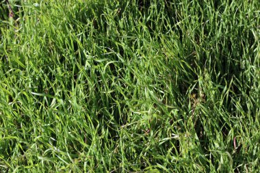 Yeşil çimen yaprakları arka planı kapatır modern baskılar 50 megapiksel