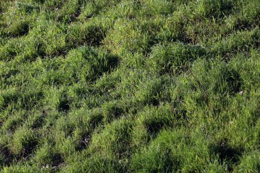 Yeşil çimen yaprakları arka planı kapatır modern baskılar 50 megapiksel