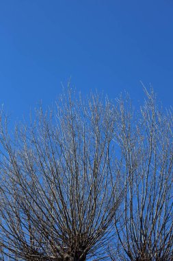 Mavi gökyüzünde yaprakları olmayan ağaçlar kış mevsimi yüksek kaliteli 50 megapiksel baskılar