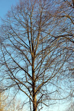 Mavi gökyüzünde yaprakları olmayan ağaçlar kış mevsimi yüksek kaliteli 50 megapiksel baskılar