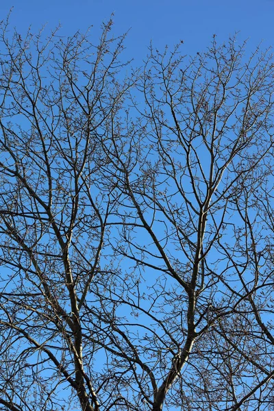 Jurk Zonder Bladeren Blauwe Lucht Achtergrond Winter Seizoen Hoge Kwaliteit — Stockfoto