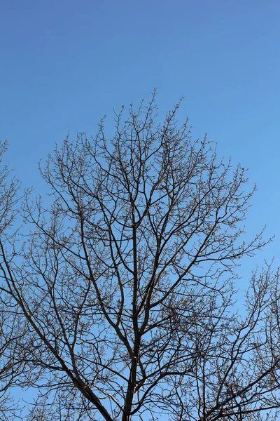 Tress Senza Foglie Cielo Blu Sfondo Stagione Invernale Alta Qualità — Foto Stock