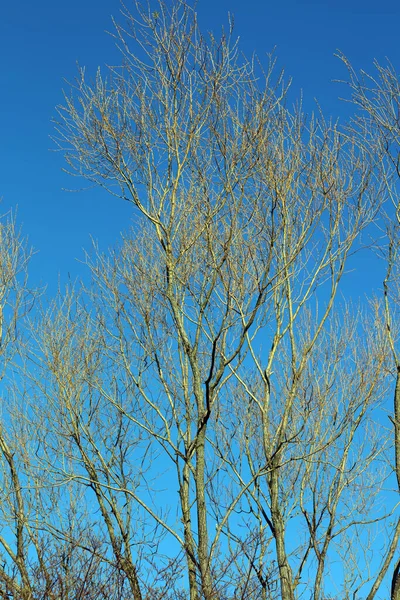 Tress Ohne Blätter Blauem Himmel Hintergrund Wintersaison Hohe Qualität Fünfzig — Stockfoto