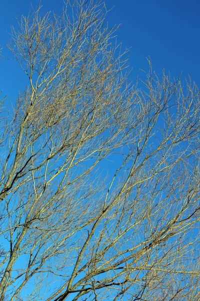 Tress Bez Liści Tle Błękitne Niebo Sezon Zimowy Wysokiej Jakości — Zdjęcie stockowe