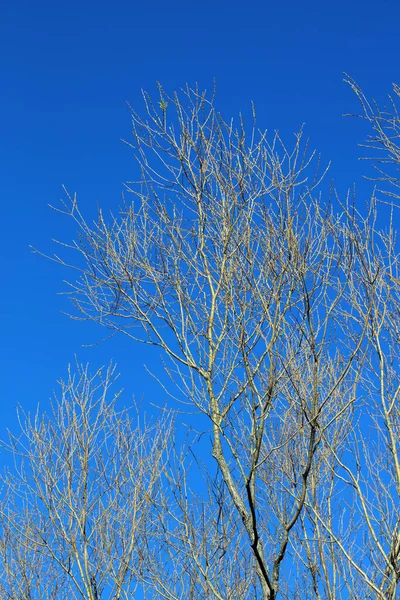 Tress Sem Folhas Céu Azul Fundo Inverno Temporada Alta Qualidade — Fotografia de Stock