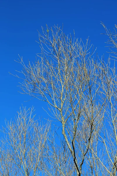 Jurk Zonder Bladeren Blauwe Lucht Achtergrond Winter Seizoen Hoge Kwaliteit — Stockfoto