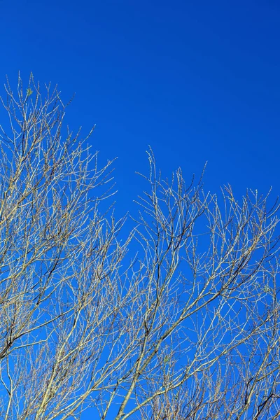 Τρέσσα Χωρίς Φύλλα Μπλε Ουρανό Φόντο Χειμώνα Υψηλής Ποιότητας Πενήντα — Φωτογραφία Αρχείου