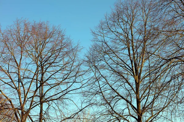 Jurk Zonder Bladeren Blauwe Lucht Achtergrond Winter Seizoen Hoge Kwaliteit — Stockfoto