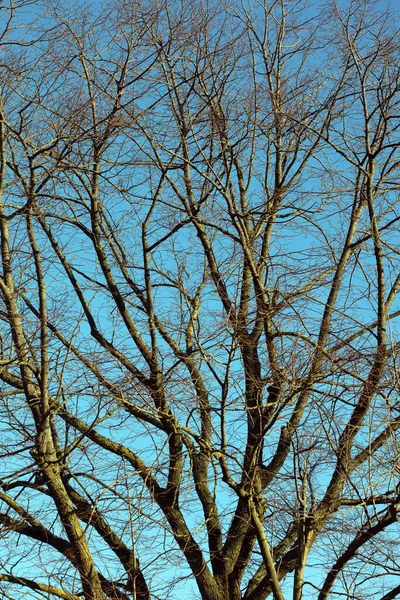 Vestido Sin Hojas Cielo Azul Fondo Invierno Temporada Alta Calidad —  Fotos de Stock