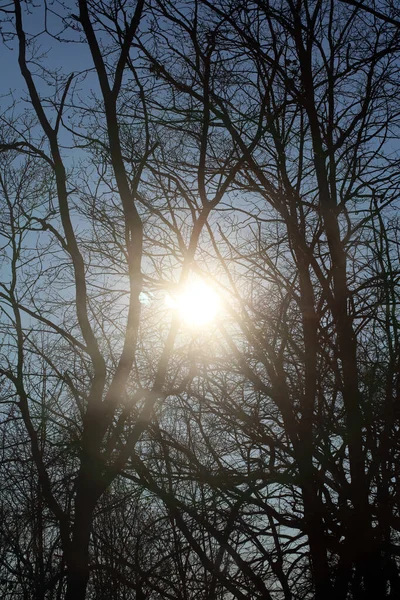 Jurk Zonder Bladeren Blauwe Lucht Achtergrond Winter Seizoen Hoge Kwaliteit — Stockfoto