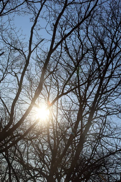 Mavi Gökyüzünde Yaprakları Olmayan Ağaçlar Kış Mevsimi Yüksek Kaliteli Megapiksel — Stok fotoğraf