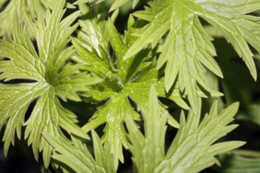 Yeşil yıldız makro arkaplan, yüksek kalite modern 50 megapiksel bırakır