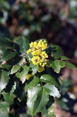 Sarı çiçek açan makro fon yüksek kaliteli parmak izleri berberis aquifolium familyası beridaceae