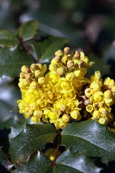 Flor Amarilla Florecimiento Macro Fondo Alta Calidad Estampados Berberis Aquifolium —  Fotos de Stock