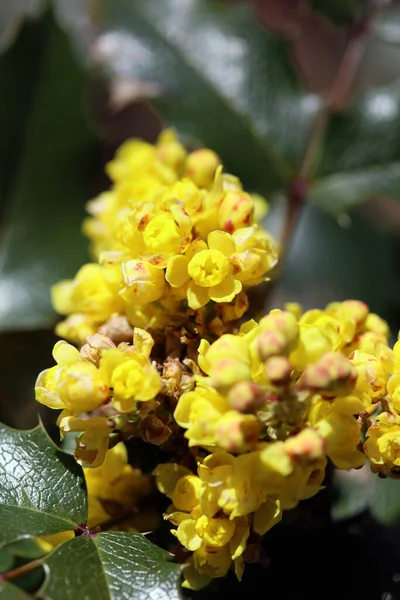Gul Blomma Blommande Makro Bakgrund Hög Kvalitet Tryck Berberis Aquifolium — Stockfoto