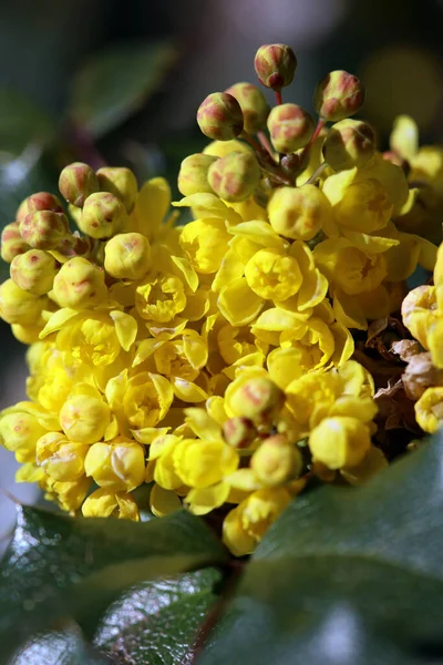 Gelbe Blume Blühende Makrohintergrund Hochwertige Drucke Berberis Aquifolium Familie Berberidaceae — Stockfoto