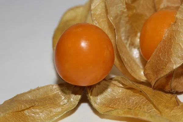 Physalis Frutta Macro Sfondo Alta Qualità Stampe Moderne Famiglia Solanaceae — Foto Stock