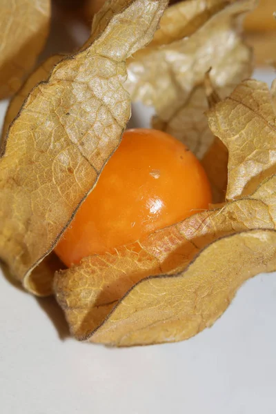 Physalis Fruit Macro Background High Quality Modern Prints Solanaceae Family — Stock Photo, Image