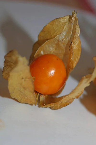 Physalis Frutta Macro Sfondo Alta Qualità Stampe Moderne Famiglia Solanaceae — Foto Stock