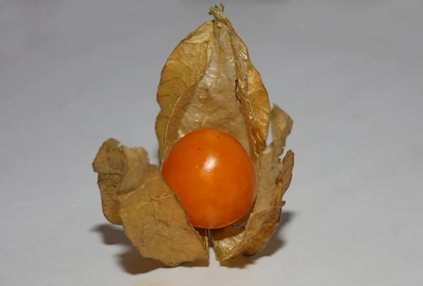 Physalis Фруктовий Макрофон Високоякісний Сучасний Відбиток Solanaceae Сім — стокове фото