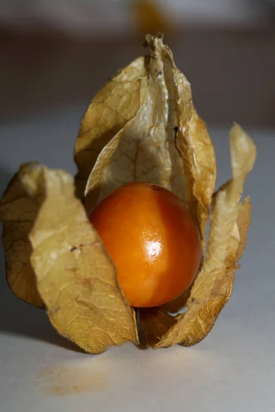 Physalis Obst Makro Hintergrund Hochwertige Moderne Drucke Solanaceae Familie — Stockfoto