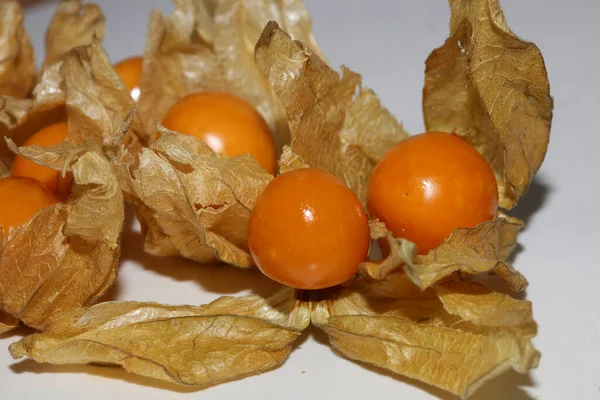 Physalis Frutta Macro Sfondo Alta Qualità Stampe Moderne Famiglia Solanaceae — Foto Stock