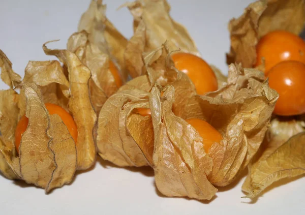 Physalis Fruta Macro Fondo Impresión Moderna Alta Calidad Familia Solanaceae — Foto de Stock