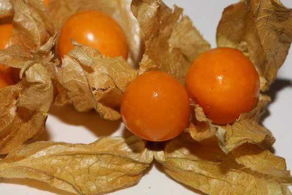 Physalis Фруктовий Макрофон Високоякісний Сучасний Відбиток Solanaceae Сім — стокове фото