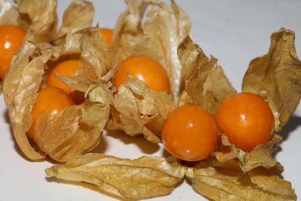 Physalis Frutta Macro Sfondo Alta Qualità Stampe Moderne Famiglia Solanaceae — Foto Stock