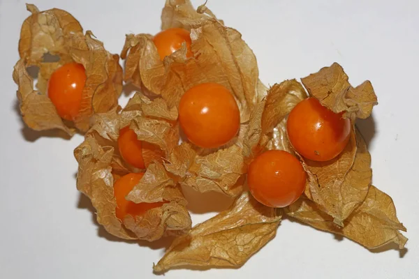 Physalis Frutta Macro Sfondo Alta Qualità Stampe Moderne Famiglia Solanaceae — Foto Stock