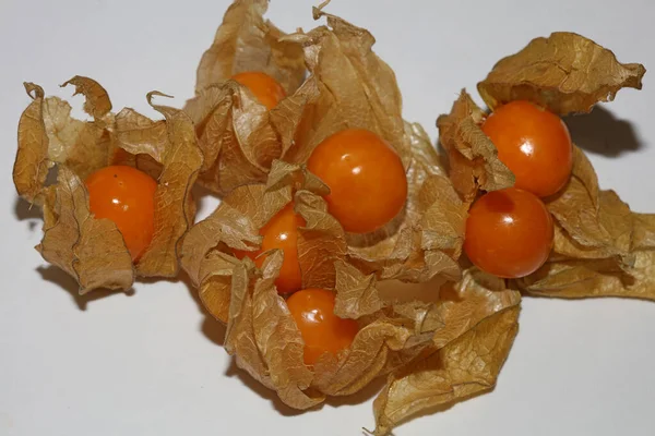 Physalis Frutta Macro Sfondo Alta Qualità Stampe Moderne Famiglia Solanaceae — Foto Stock