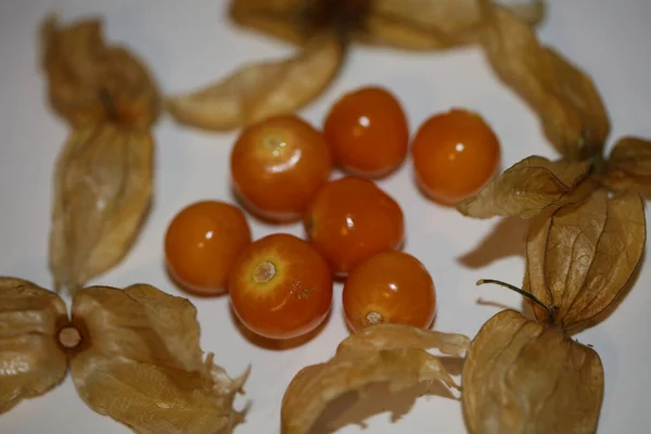 Physalis Frutta Macro Sfondo Alta Qualità Stampe Moderne Famiglia Solanaceae — Foto Stock