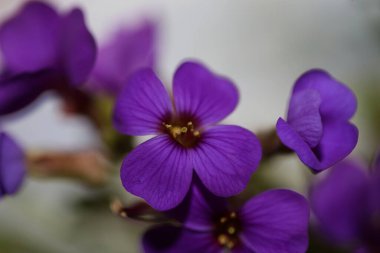 Küçük mor çiçek makro arka planı Aubrieta deltoidea aile brasicaceae