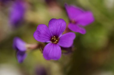 Küçük mor çiçek makro arka planı Aubrieta deltoidea aile brasicaceae