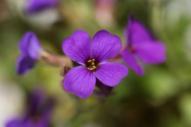 Küçük mor çiçek makro arka planı Aubrieta deltoidea aile brasicaceae