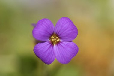 Küçük mor çiçek makro arka planı Aubrieta deltoidea aile brasicaceae